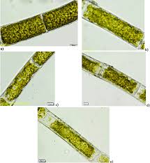 Attēlu rezultāti vaicājumam “Cladophora glomerata”