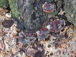 Attēlu rezultāti vaicājumam “Diderma rufostriatum sessile”