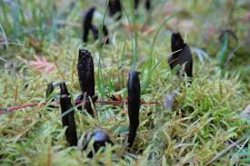 Attēlu rezultāti vaicājumam “Geoglossum sp.”