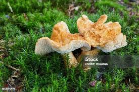 Attēlu rezultāti vaicājumam “Hydnum sp.”