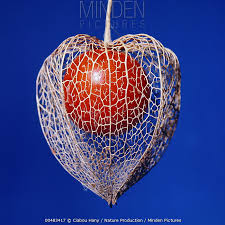 Attēlu rezultāti vaicājumam “Physalis alkekengi fruit”