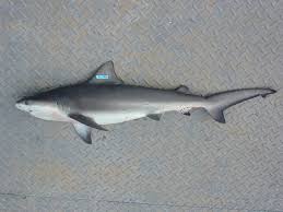Image result for Carcharhinus leucas