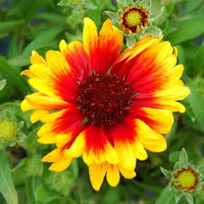 Image result for Gaillardia `Kobold`