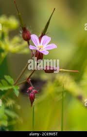 Attēlu rezultāti vaicājumam “Geranium robertianum fruit”