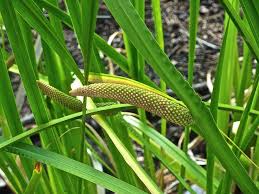 Image result for Acorus calamus