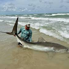 Image result for Chichester Sharks