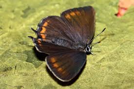 Attēlu rezultāti vaicājumam “Satyrium pruni”