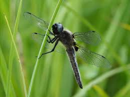 Attēlu rezultāti vaicājumam “Libellula fulva”