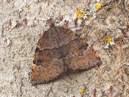 Attēlu rezultāti vaicājumam “Epirranthis diversata”