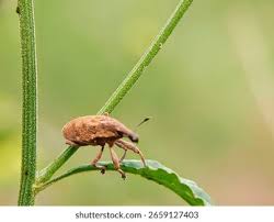 Attēlu rezultāti vaicājumam “Anthonomus pomorum”