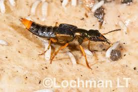 Attēlu rezultāti vaicājumam “Staphylinidae”