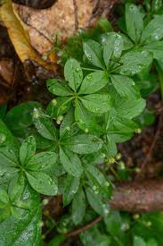 Attēlu rezultāti vaicājumam “Galium triflorum fruit”