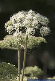 Image result for Angelica silvestris