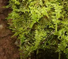 Attēlu rezultāti vaicājumam “Palustriella”