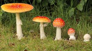 Attēlu rezultāti vaicājumam “Amanita muscaria”