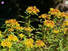 Attēlu rezultāti vaicājumam “Sedum aizoon”