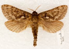 Attēlu rezultāti vaicājumam “Hepialidae”