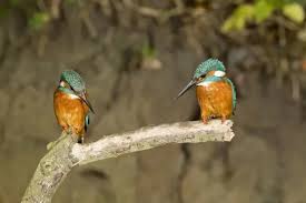 Attēlu rezultāti vaicājumam “Alcedo atthis adult”