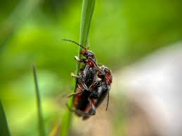 Attēlu rezultāti vaicājumam “Cantharis rustica”