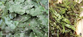 Attēlu rezultāti vaicājumam “Conocephalum salebrosum sporophyte”