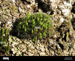 Attēlu rezultāti vaicājumam “Grimmia pulvinata sporophyte”