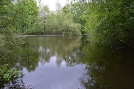 Image result for Gosfield CC