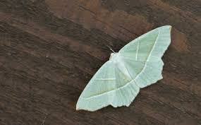 Attēlu rezultāti vaicājumam “Tetanops myopina”