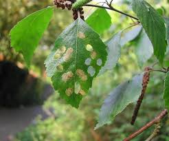 Attēlu rezultāti vaicājumam “Incurvaria praelatella”