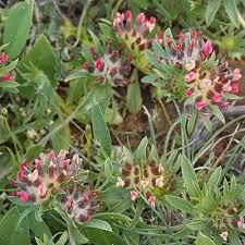 Image result for Anthyllis vulneraria rubra