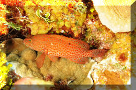 Image result for Cephalopholis cruentata