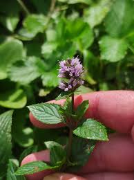 Image result for Menta x piperita