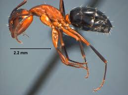 Attēlu rezultāti vaicājumam “Anthostoma decipiens”