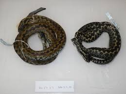 Attēlu rezultāti vaicājumam “Vipera berus”