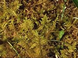 Attēlu rezultāti vaicājumam “Thuidium assimile”