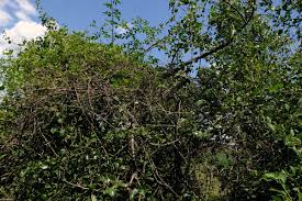 Attēlu rezultāti vaicājumam “Pyrus pyraster leaf”