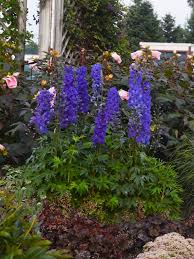 Image result for Delphinium