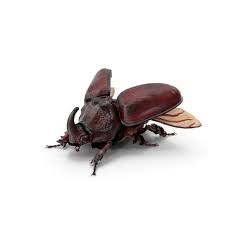 Attēlu rezultāti vaicājumam “Oryctes nasicornis”