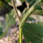 Attēlu rezultāti vaicājumam “Cephalanthera rubra leaf”