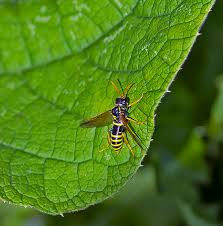 Attēlu rezultāti vaicājumam “Tenthredo scrophulariae”