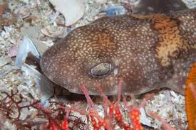 Image result for Haploblepharus edwardsii