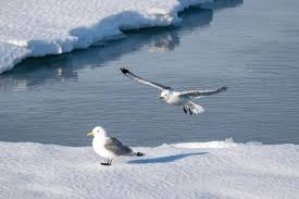 Attēlu rezultāti vaicājumam “Rissa tridactyla adult”