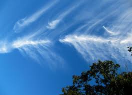 Attēlu rezultāti vaicājumam “Cirrus fibratus”