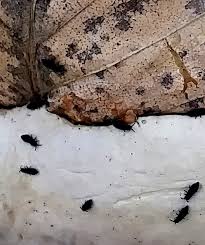 Attēlu rezultāti vaicājumam “Hypogastrura sp.”