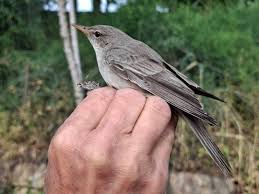 Image result for Hippolais olivetorum