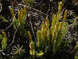 Attēlu rezultāti vaicājumam “Lycopodium annotinum”