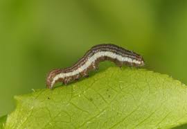 Attēlu rezultāti vaicājumam “Lithomoia solidaginis”