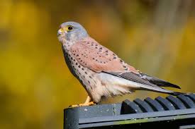 Attēlu rezultāti vaicājumam “Falco tinnunculus adult”