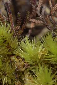 Attēlu rezultāti vaicājumam “Dicranum spurium”