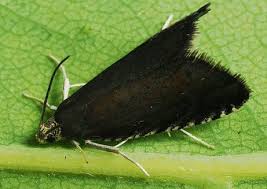 Attēlu rezultāti vaicājumam “Pammene rhediella”