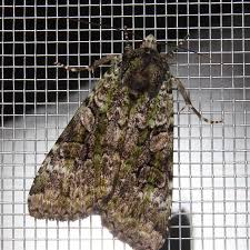 Attēlu rezultāti vaicājumam “Anaplectoides prasina”